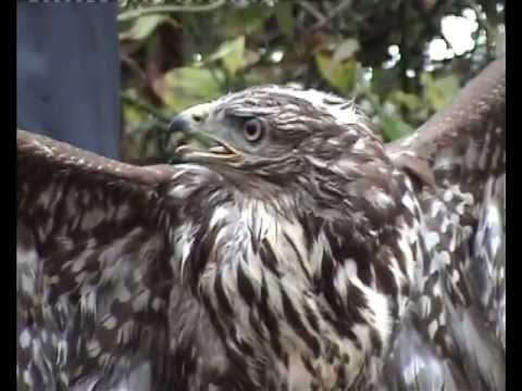 პალიასტომი