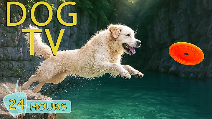 DOG TV for Dogs to Watch: Video Stop Boredom & Anxiety with Dogs When Home Alone - Music for Dogs