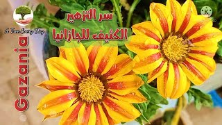 سر الازهار الكثيف لنبات الجازانيا | Gazania plant care