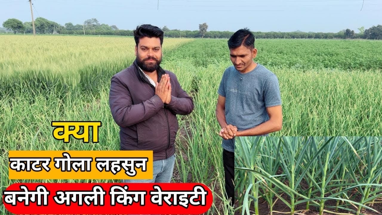 कटर गोला लहसुन की खेती की जानकारी | Katar Gola Lahsun Ki Kheti | कमजोर जगह में होने वाली लहसुन 