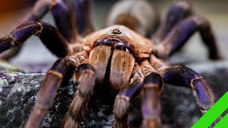 Cobalt Blue Tarantula (Cyriopagopus lividus) Care and Info H. lividum