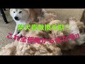 OMG❗️😱 It’s a Shibainu Shedding Season !   柴犬貴教　春の換毛期シーズン到来！！もう抜け毛が止まらない！2020！😆　ニューヨークに住む柴犬！