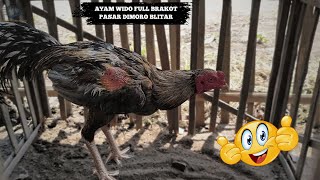 Finding a Full Brakot Wido Chicken‼️The Secret of Rare Chickens at Dimoro Market in Blitar that C...