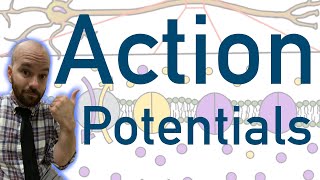 Action Potentials - Animated, Explained, Graphed
