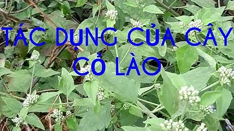 TÁC DỤNG CỦA CÂY CỎ LÀO.