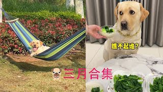 肉肉3月合集来啦