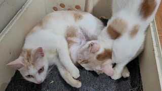 The Father Cat Is Wonderful, Taking Care Of Both His Wife And His Children by Cute Kittens 454 views 4 months ago 3 minutes, 45 seconds