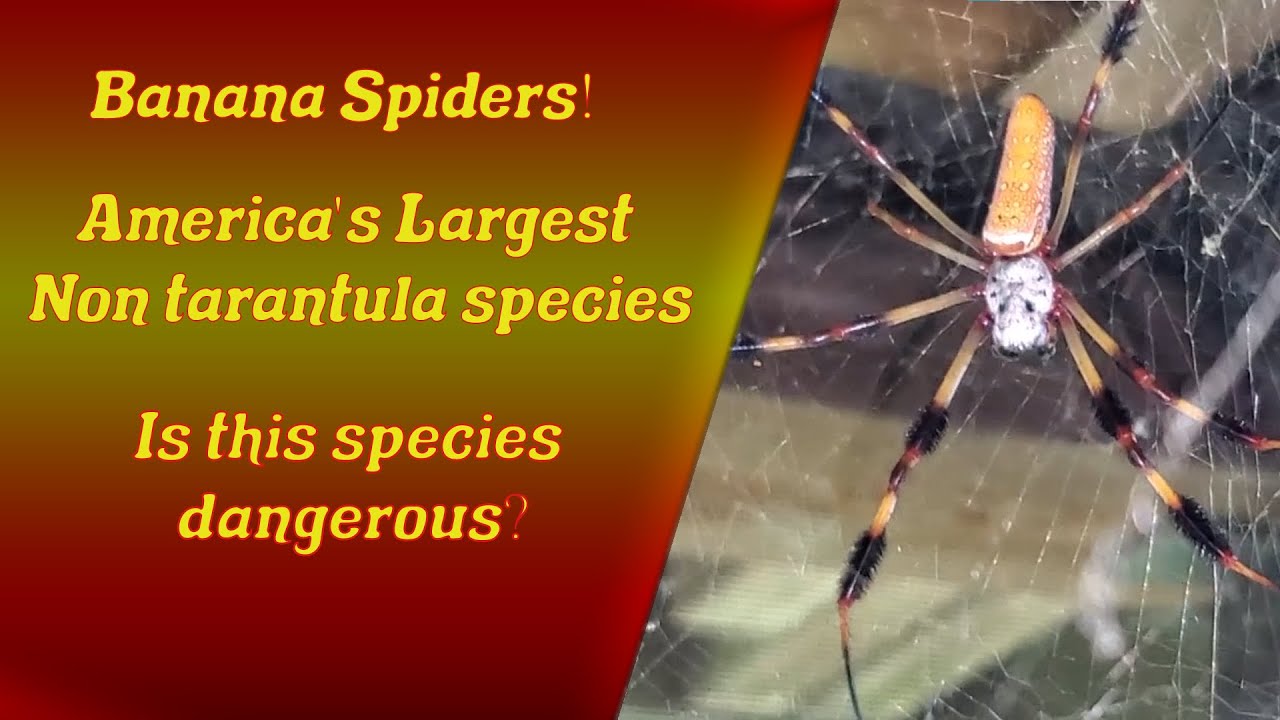 Facts About Banana or Golden Orb Spiders - Owlcation