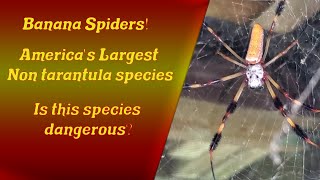 All About Banana Spiders  Golden Weaver Web  6 foot webs  Will they bite #spider #bananaspider