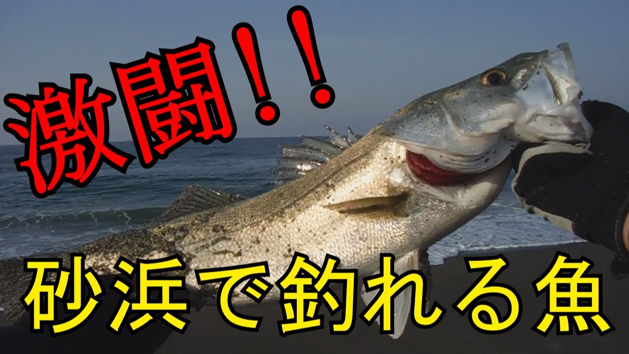 砂浜 で 釣れる 魚