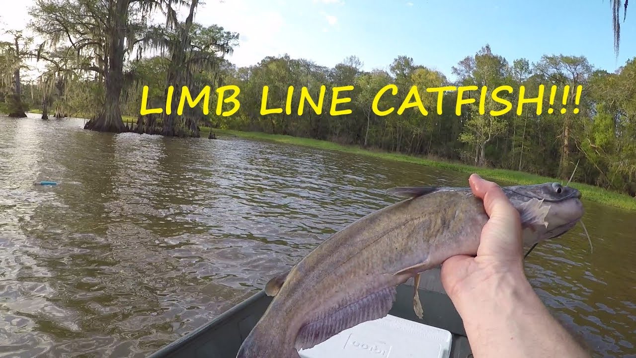 Limb Line Fishing for Catfish - How to Make Limb Lines for Catfish 