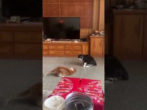 استعراض اغراء 