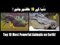 Top 10 Most Powerful Animals on Earth! 😮 #wildfacts #animals #powerful #wildlife