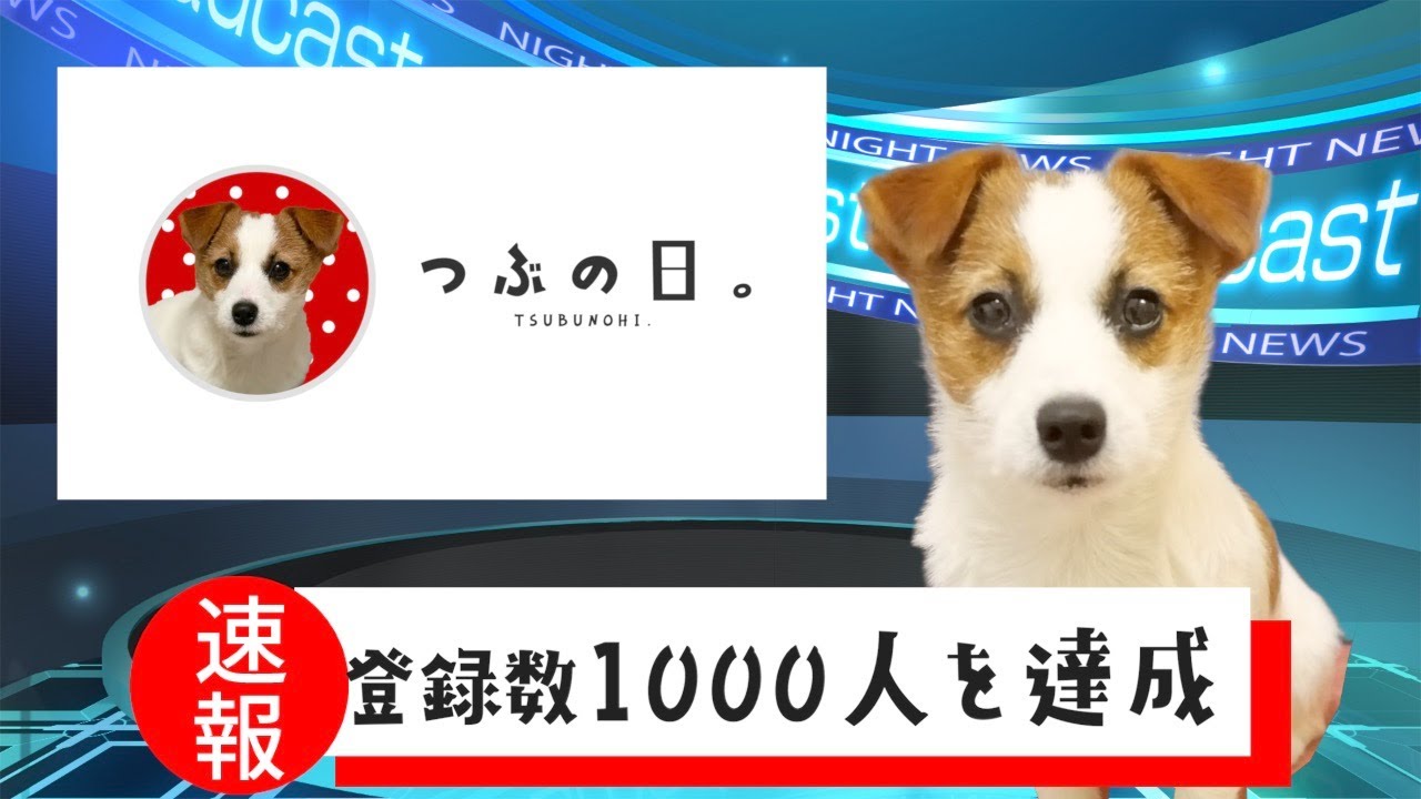 子犬の最近のニュース2/ジャックラッセルテリア/祝1000人登録/puppy/ YouTube