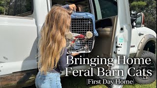Adopting Two Feral Barn Cats | Their First Day Home