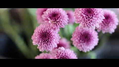 The Bloom Project