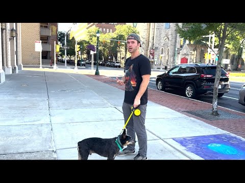 How I walk dogs - day to day dog training