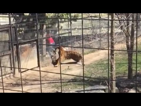 Video: Florida cougar: penerangan dan foto
