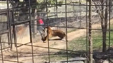 Woman Climbs Over Tiger's Fence at The Zoo To Get Her Hat Back - DayDayNews