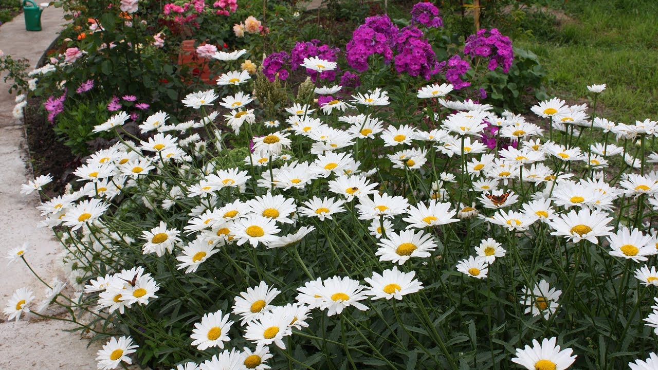 Цветущий сад без лишних затрат  Многолетники из семян – это выгодно!
