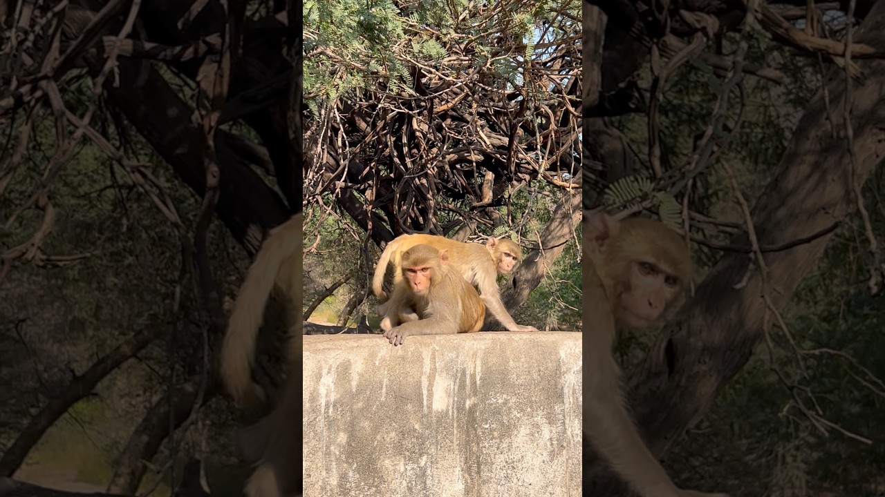 Chimpanzees 🐒🐒