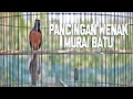 Cukup Sekali Pancing Murai Batu F Ini Bikin Emosi Dan Bongkar Isian Mp3 - Mp4 Download