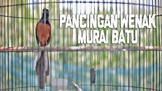 Cukup SEKALI PANCING, Murai batu F4 ini bikin EMOSI dan Bongkar ISIAN