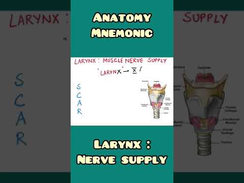 Larynx : motor