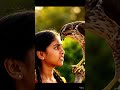Sparrow Hawk pecking a girl’s forehead