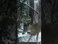 #turkey#deer #hunting #nature #shorts