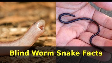 Blind Worm Snake Facts