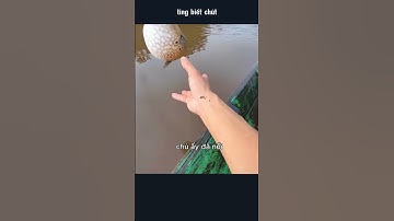 thả cá nóc trên sõng