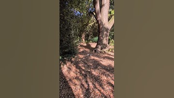 Two squirrels under tree. #squirrel #wildlife #nature #animals