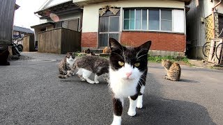 【猫島】相島で開催される猫の集会