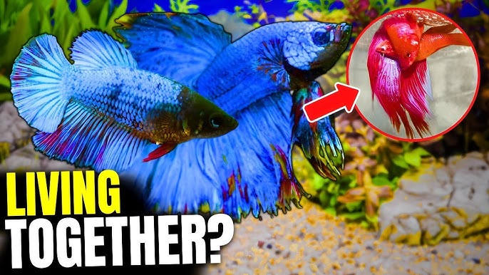Betta Fish Courtship Phase ❤ Introducing the male betta to female betta 