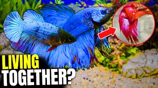 Can A Male And Female Betta Live Together? (Here's How)