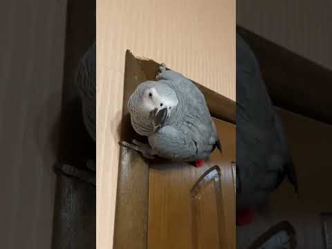 Попугай поедает всё живое | Чуть не откусил руку женщине #animals #животные #попугай