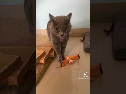 Alugalug Cat 2.0