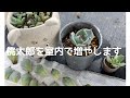 室内で桃太郎を増やす
