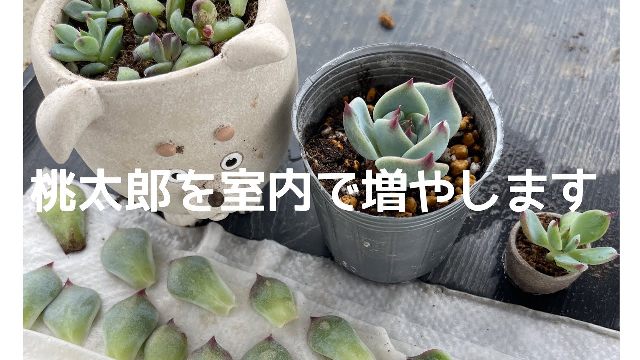 Propagating Momotarō succulents indoors - YouTube