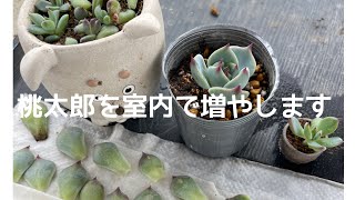 Propagating Momotarō succulents indoors - YouTube