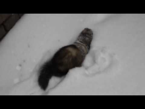 Видео: Ferrets дахь томруулсан тунгалагийн зангилаа