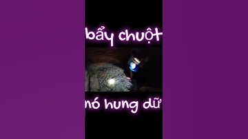bẩy chuột nó hung dữ #shorts