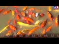 জাপানি কৈ মাছ || colour fish || রঙিন মাছের সুন্দর ভিডিও || একুরিয়াম ফিস || সুন্দর মাছ || AB News ||