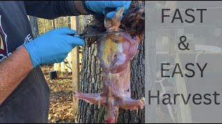 How to Skin a Chicken the FAST way//  Homesteading HACK!