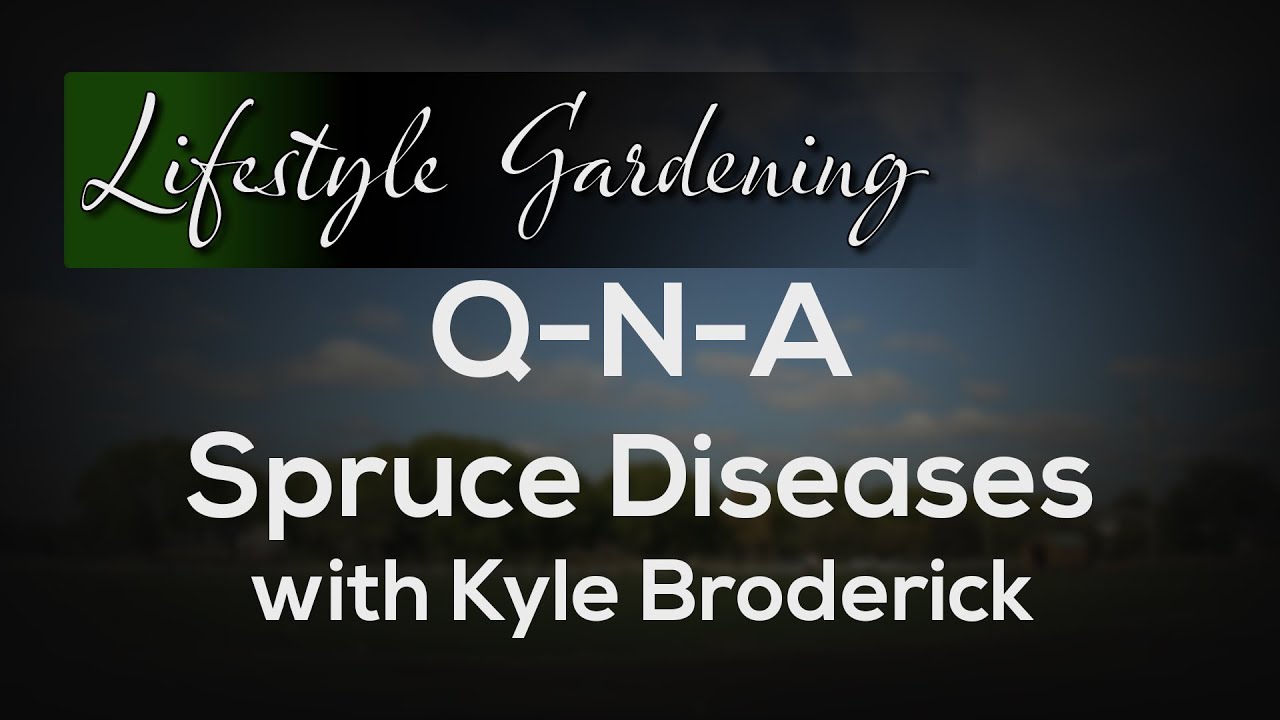 QNA Spruce Diseases