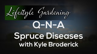 QNA Spruce Diseases