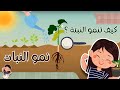 كيف تنمو النبتة مراحل نمو النبات للأطفال براعم نون 