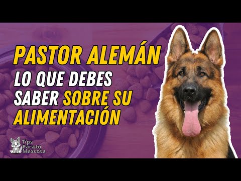 LO QUE DEBES SABER SOBRE LA ALIMENTACIÓN DEL PASTOR ALEMÁN