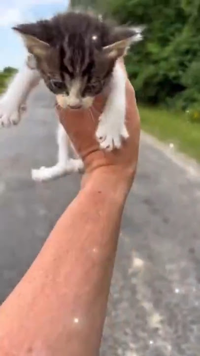 A person shocked after he discovered alot of… #shorts #cats #animals #rescueanimals
